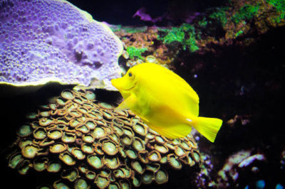 Yellow Tang Balığı