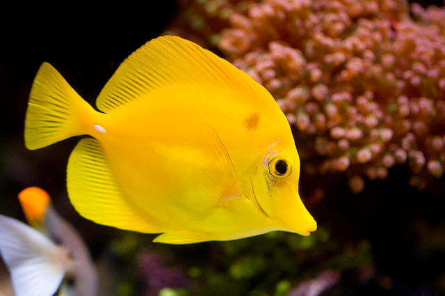 Zebrasoma flavescens