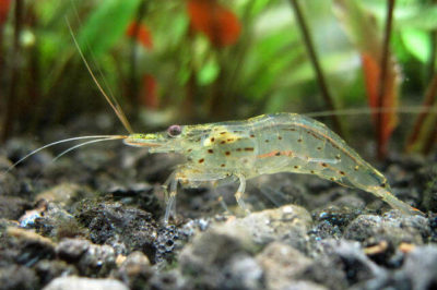 Amano Karides