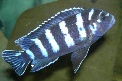 Demasoni Balığı