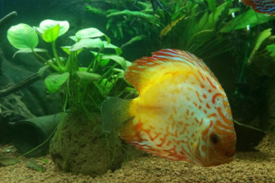 Discus Akvaryum