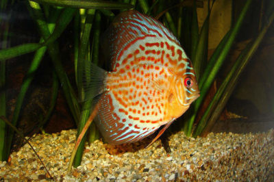 Discus Akvaryumu