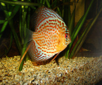 Discus akvaryumu nasıl olur