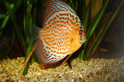 Discus akvaryumu nasıl olur
