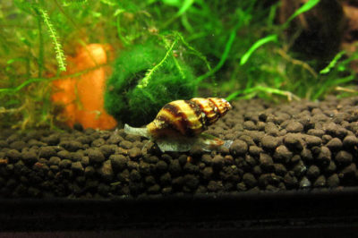 Katil Salyangoz