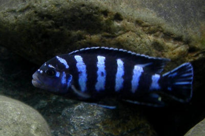 Pseudotropheus demasoni