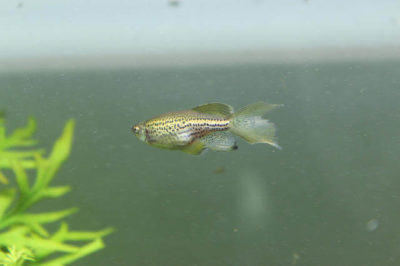 Zebra Danio