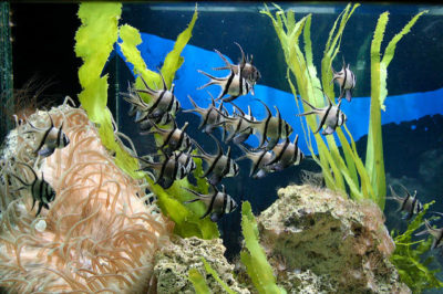 Banggai Kardinal Balığı Akvaryumu
