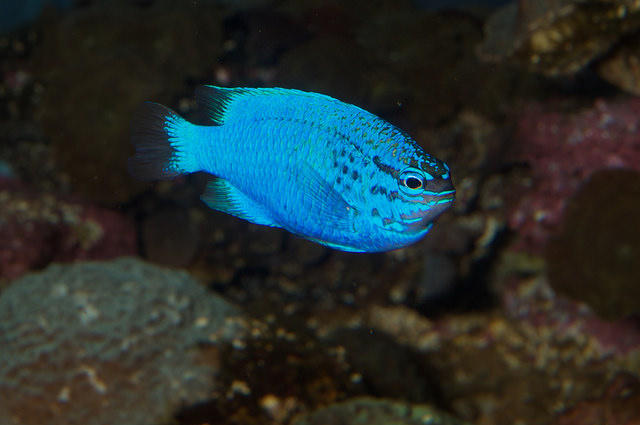 Neon Mavi Damsel
