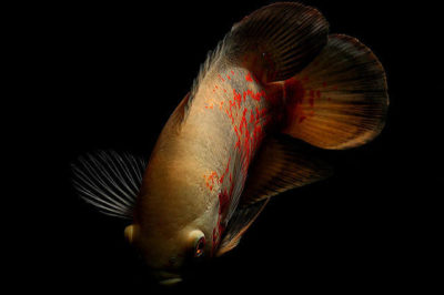Astronotus ocellatus