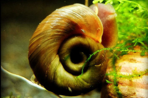 Ramshorn Salyangozu