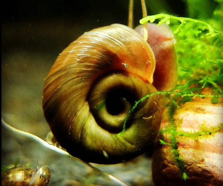 Ramshorn Salyangozu