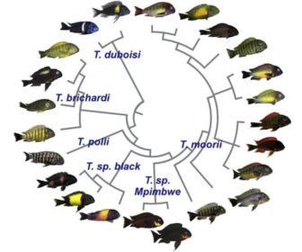 Tropheus Ciklet