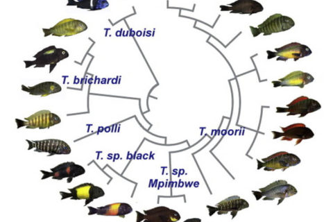 Tropheus Ciklet