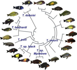 Tropheus Türleri