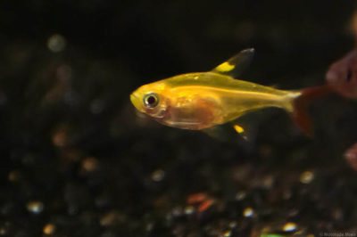 Albino Pristella Tetra