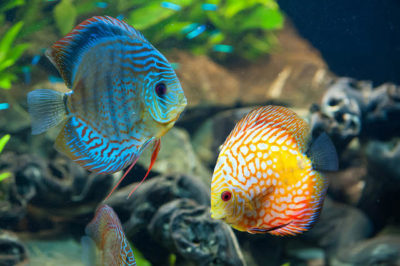 Discus Balığı Bakımı