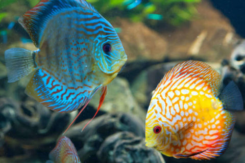 Discus Balığı Bakımı