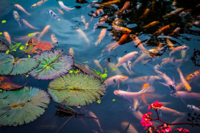 Koi Balığı Havuzu