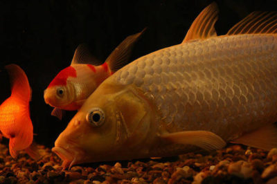 Koi ve Japon Balığı