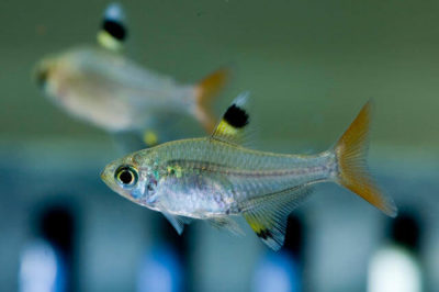 Pristella maxillaris