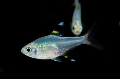 Pristella Tetra
