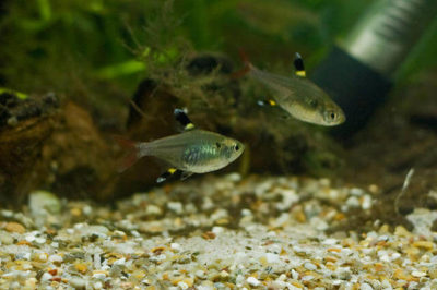 Pristella Tetra Akvaryumu
