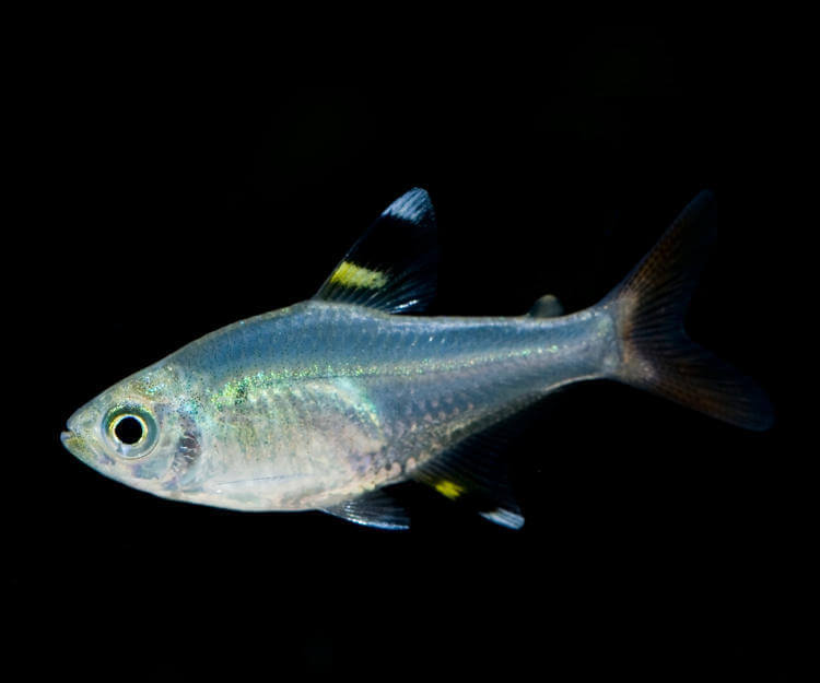 Pristella Tetra