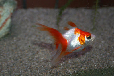 Ryukin Japon