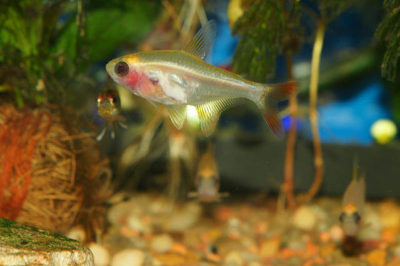 Pristella Tetra