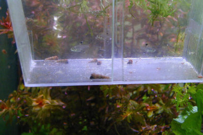 Yavru Pristella Tetra
