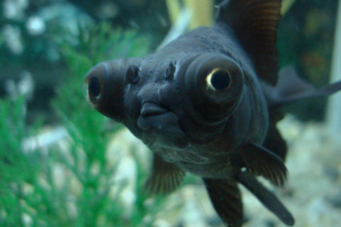 Black Moor Japon Balığı
