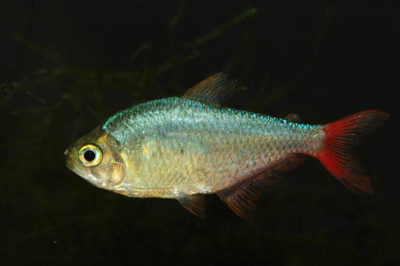 Hyphessobrycon colombianus