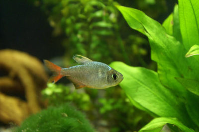 Kolombiya Tetra
