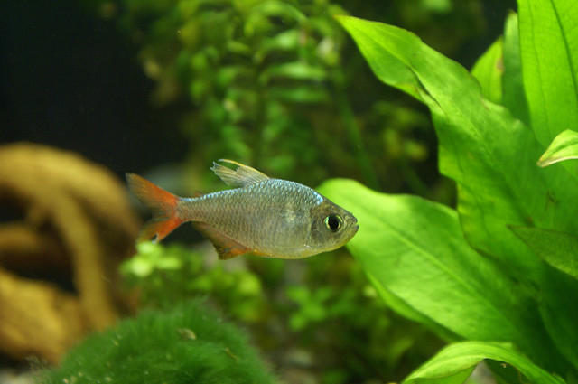 Kolombiya Tetra
