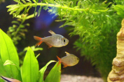 Kolombiya Tetra