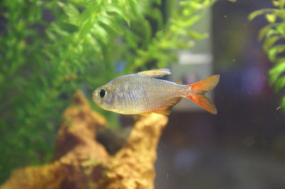 Kolombiya Tetra Balığı
