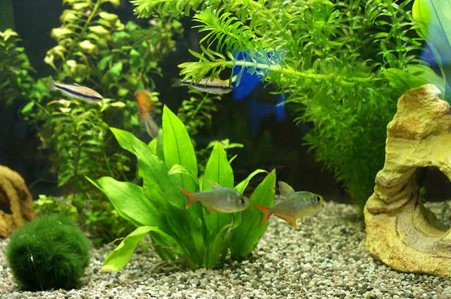 Kolombiya Tetra ve Penguen Tetra