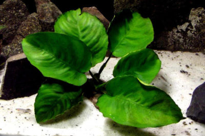 Anubias Barteri