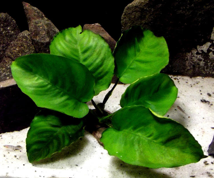 Anubias Barteri Bitkisi