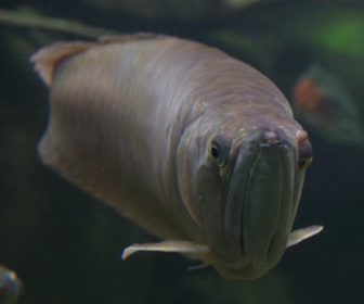 Arowana Balığı