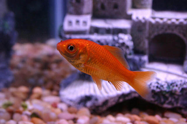 Japon Balığı | akvaryum market