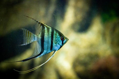 Pterophyllum altum