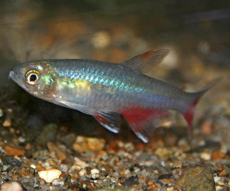 Kankuyruk Tetra