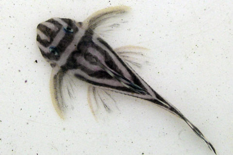 Zebra Vatoz Balığı