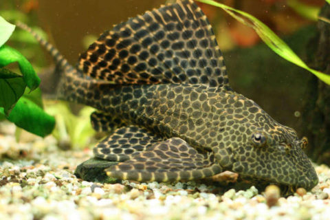 Leopar Vatoz