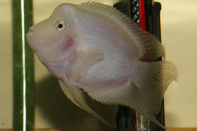 Albino Papağan Balığı