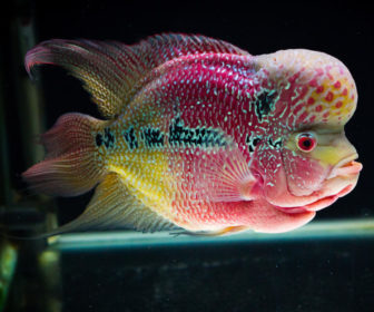 Flowerhorn Ciklet
