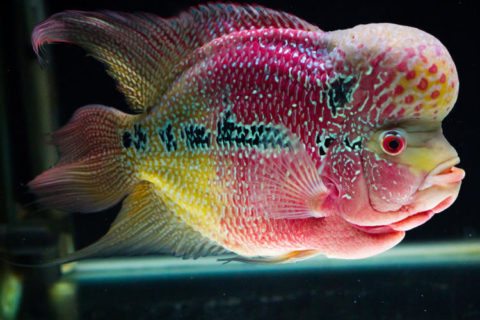Flowerhorn Ciklet