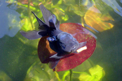 Oranda